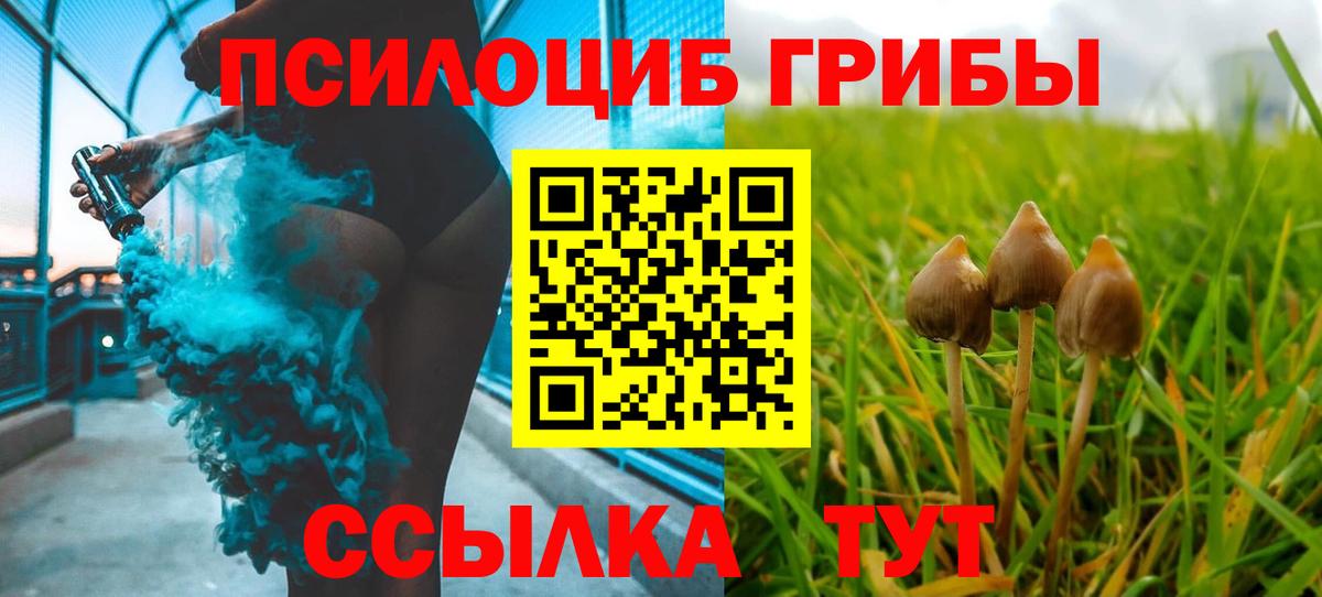 Псилоцибиновые грибы Psilocybine cubensis Дербент